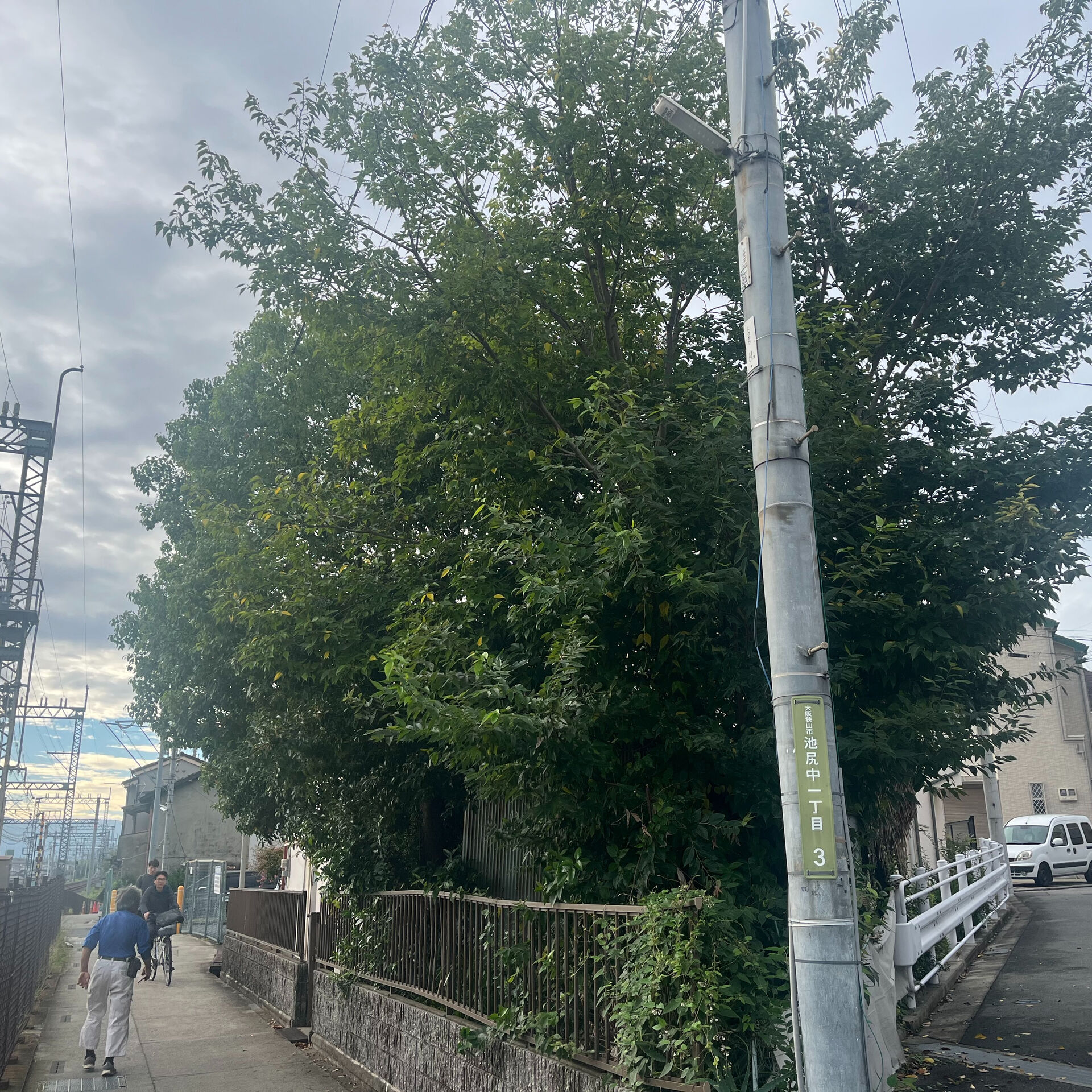 大切な木が大きく育ちすぎて困っていませんか？