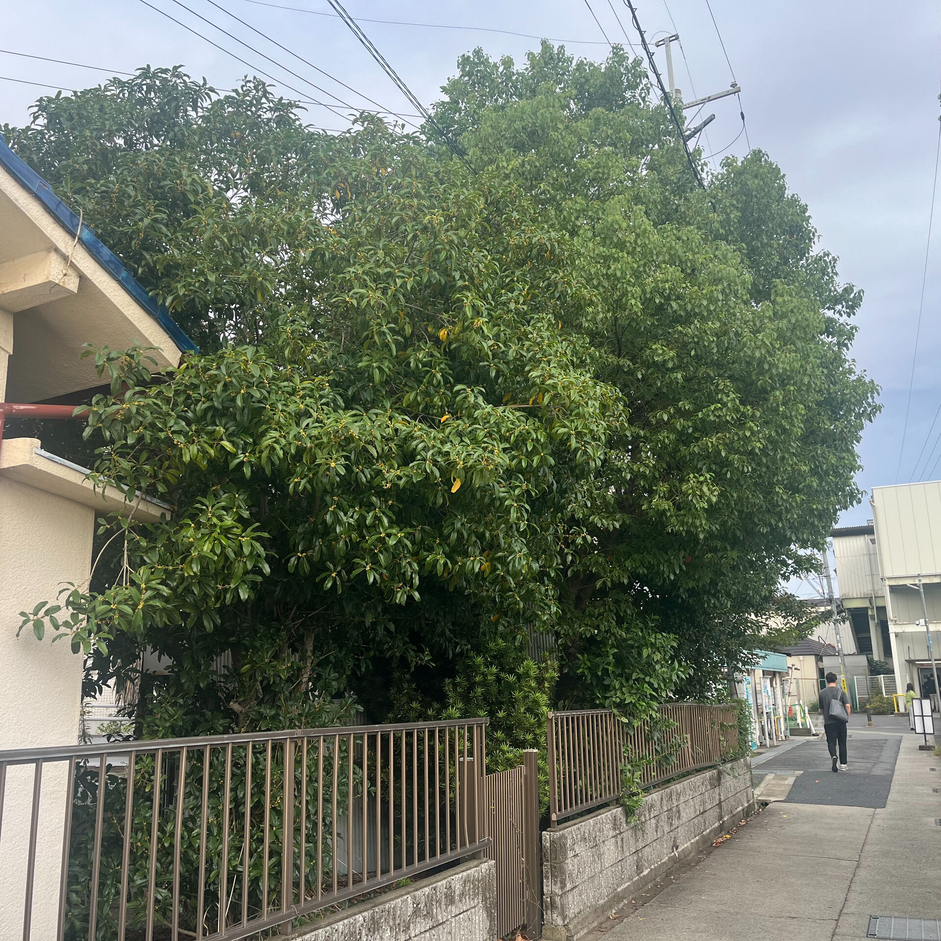 大切な木が大きく育ちすぎて困っていませんか？