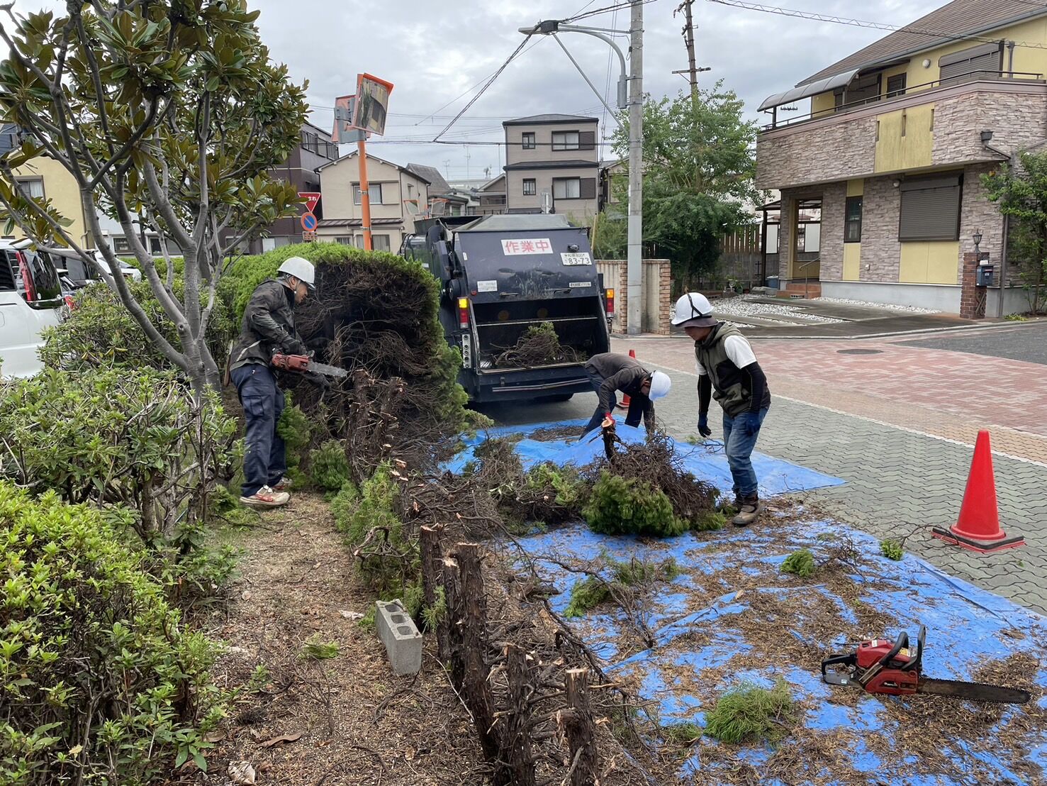 伐採