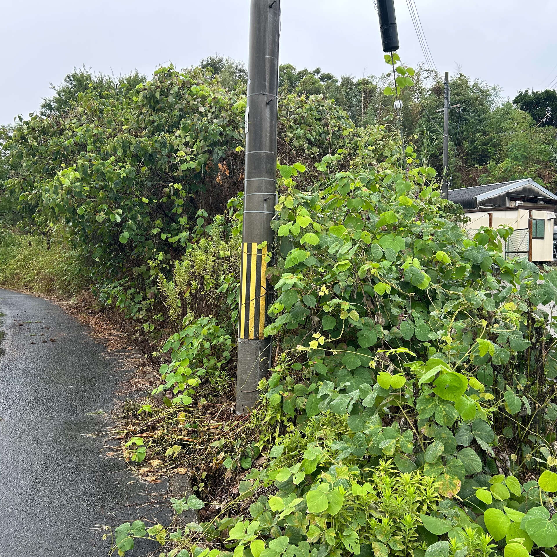 雑草やツルが生い茂り手におえなくなった土地